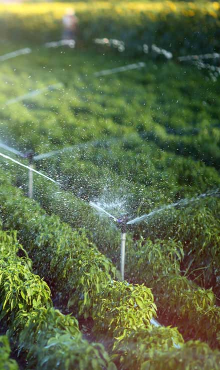 DeRoman Landscaping LLC Irrigation System Repair